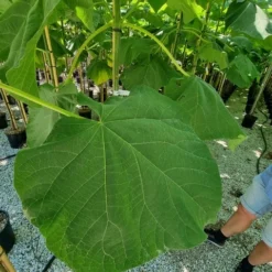 Anna Paulownaboom (Paulownia Fortunei 'Fast Blue') -Essentie Groen Verkoop paulownia fortunei fast blue 2 1
