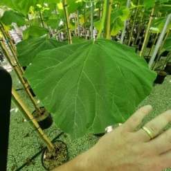 Anna Paulownaboom (Paulownia Fortunei 'Fast Blue') -Essentie Groen Verkoop paulownia fortunei fast blue 3 1