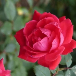 Klimroos (Rosa 'Paul's Scarlet Climber') -Essentie Groen Verkoop paulsscarletclimber