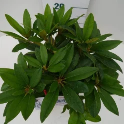 Rhododendron (Rhododendron 'Percy Wiseman') -Essentie Groen Verkoop percy wiseman c2 boven