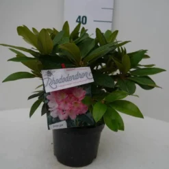 Rhododendron (Rhododendron 'Percy Wiseman') -Essentie Groen Verkoop percy wiseman c2 voor