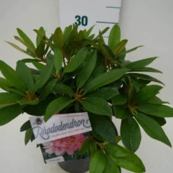 Rhododendron (Rhododendron 'Percy Wiseman') -Essentie Groen Verkoop percy wiseman c2 zij