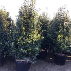 Camelia (Camellia Japonica ‘Perfection White’) -Essentie Groen Verkoop perfectionwhite200cm