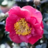 Camelia (Camellia Japonica 'R.L. Wheeler')