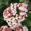 Groenblijvende Sneeuwbal (Viburnum Tinus 'Eve Price') -Essentie Groen Verkoop phbe06702 2