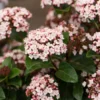 Sneeuwbal (Viburnum Tinus 'Lisa Rose') -Essentie Groen Verkoop phbe06704