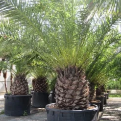 Canarische Dadelpalm (Phoenix Canariensis) -Essentie Groen Verkoop phoenix canariensi