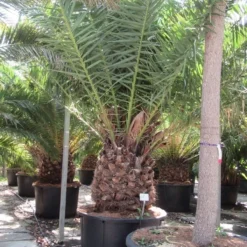 Canarische Dadelpalm (Phoenix Canariensis) -Essentie Groen Verkoop phoenix canariensi 2