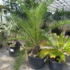 Canarische Dadelpalm (Phoenix Canariensis) -Essentie Groen Verkoop phoenix canariensis 150 200 c90