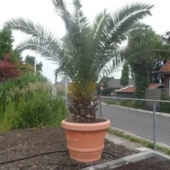 Canarische Dadelpalm (Phoenix Canariensis) -Essentie Groen Verkoop phoenix canariensis 250 300 c500 solitair