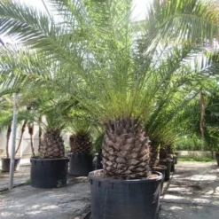 Canarische Dadelpalm (Phoenix Canariensis) -Essentie Groen Verkoop phoenix canariensis 2