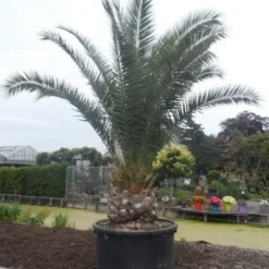 Canarische Dadelpalm (Phoenix Canariensis) -Essentie Groen Verkoop phoenix canariensis 350 400 c1000 solitair