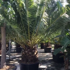 Canarische Dadelpalm (Phoenix Canariensis) -Essentie Groen Verkoop phoenix canariensis 350400cm