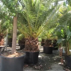 Canarische Dadelpalm (Phoenix Canariensis) -Essentie Groen Verkoop phoenix canariensis 3