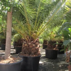 Canarische Dadelpalm (Phoenix Canariensis) -Essentie Groen Verkoop phoenix canariensis 4