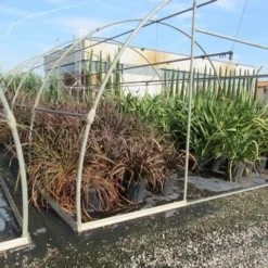 Nieuw Zeelands Vlas (Phormium Tenax 'Purpureum') -Essentie Groen Verkoop phormium 1 1