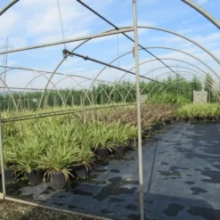 Nieuw Zeelands Vlas (Phormium Tenax) -Essentie Groen Verkoop phormium 2 1