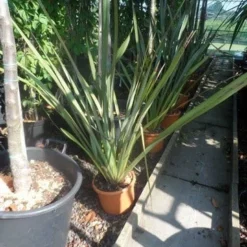 Nieuw Zeelands Vlas (Phormium Tenax) -Essentie Groen Verkoop phormium tenax c7 1