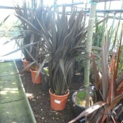 Nieuw Zeelands Vlas (Phormium Tenax 'Purpureum') -Essentie Groen Verkoop phormium tenax purpureum 100 125 c25