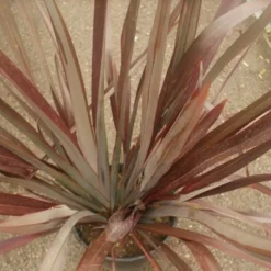 Nieuw Zeelands Vlas (Phormium Tenax 'Purpureum') -Essentie Groen Verkoop phormium tenax purpureum 1