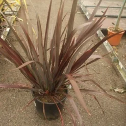 Nieuw Zeelands Vlas (Phormium Tenax 'Purpureum') -Essentie Groen Verkoop phormium tenax purpureum 2
