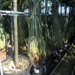 Nieuw Zeelands Vlas (Phormium Tenax 'Variegatum') -Essentie Groen Verkoop phormium tenax variegatum 125 150 175 c50 70 1