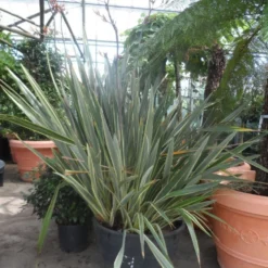 Nieuw Zeelands Vlas (Phormium Tenax 'Variegatum') -Essentie Groen Verkoop phormium tenax variegatum 150 200 c240