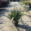 Nieuw Zeelands Vlas (Phormium Tenax 'Pink Stripe') -Essentie Groen Verkoop phorniumtenax01