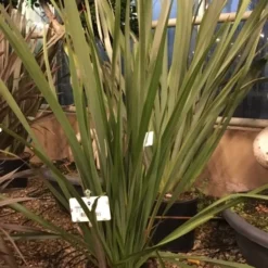 Nieuw Zeelands Vlas (Phormium Tenax 'Pink Stripe') -Essentie Groen Verkoop phorniumtenax02