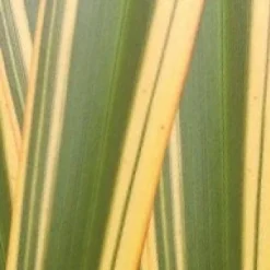 Nieuw Zeelands Vlas (Phormium Tenax 'Golden Ray') -Essentie Groen Verkoop phorniumtenaxgr01 2