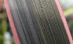 Nieuw Zeelands Vlas (Phormium Tenax 'Pink Stripe') -Essentie Groen Verkoop phorniumtenaxps01 2