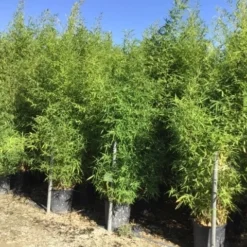 Bamboe (Phyllostachys Aurea) -Essentie Groen Verkoop phyllostachus aurea 150 200cm