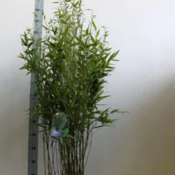 Bamboe (Phyllostachys Bissetii) -Essentie Groen Verkoop phyllostachus bissetii 100 125 cm co. 10l kopie