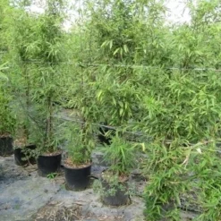 Bamboe (Phyllostachys Aurea) -Essentie Groen Verkoop phyllostachys