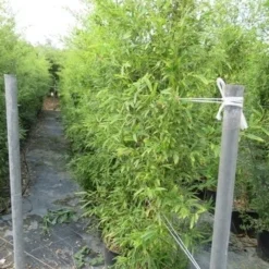 Bamboe (Phyllostachys Aurea) -Essentie Groen Verkoop phyllostachys 2