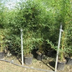 Bamboe (Phyllostachys Aureosulcata 'Spectabilis') -Essentie Groen Verkoop phyllostachys 3 1