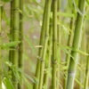 Bamboe (Phyllostachys Aurea) -Essentie Groen Verkoop phyllostachys aurea 1