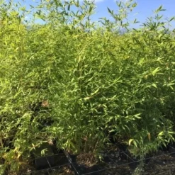 Bamboe (Phyllostachys Aurea) -Essentie Groen Verkoop phyllostachys aurea 100 125cm c5