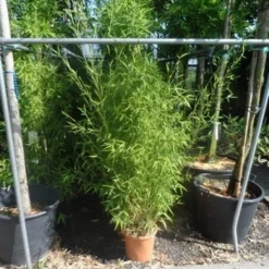 Bamboe (Phyllostachys Aurea) -Essentie Groen Verkoop phyllostachys aurea 150 175 c12