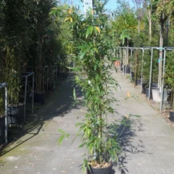 Bamboe (Phyllostachys Aurea) -Essentie Groen Verkoop phyllostachys aurea 150 200 c12