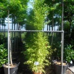 Bamboe (Phyllostachys Aurea) -Essentie Groen Verkoop phyllostachys aurea 175 200 c12