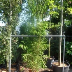 Bamboe (Phyllostachys Aurea) -Essentie Groen Verkoop phyllostachys aurea 175 200 c20