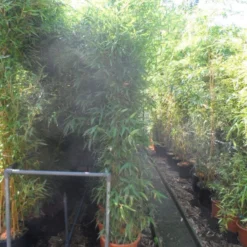 Bamboe (Phyllostachys Aurea) -Essentie Groen Verkoop phyllostachys aurea 200 250 c25