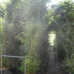 Bamboe (Phyllostachys Aurea) -Essentie Groen Verkoop phyllostachys aurea 250 300 c35