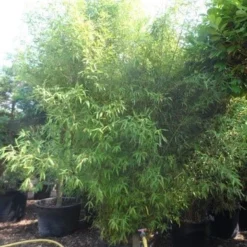 Bamboe (Phyllostachys Aurea) -Essentie Groen Verkoop phyllostachys aurea 300 400 c160 200 extra