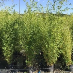 Bamboe (Phyllostachys Aureosulcata 'Spectabilis') -Essentie Groen Verkoop phyllostachys aureosulcata spectabilis 100125
