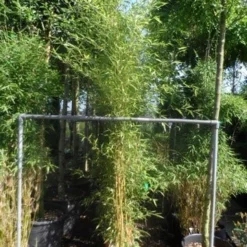 Bamboe (Phyllostachys Aureosulcata 'Spectabilis') -Essentie Groen Verkoop phyllostachys aureosulcata spectabilis 175 200 c12