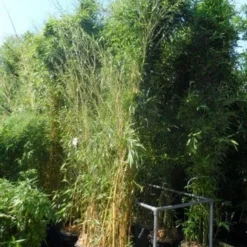 Bamboe (Phyllostachys Aureosulcata 'Spectabilis') -Essentie Groen Verkoop phyllostachys aureosulcata spectabilis 300 400 c50 70