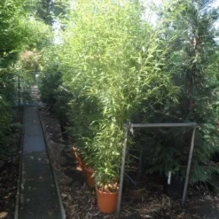 Bamboe (Phyllostachys Bissetii) -Essentie Groen Verkoop phyllostachys bissetii 175 200 c20