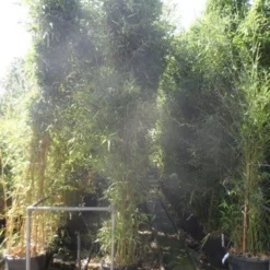 Bamboe (Phyllostachys Bissetii) -Essentie Groen Verkoop phyllostachys bissetii 250 300 c35